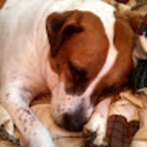 Meet your Posher, Molly